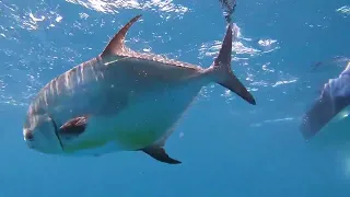 Fishing for giant Permit in Punta Gorda