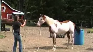 MyHorseTails.com Training a Young Horse part 2