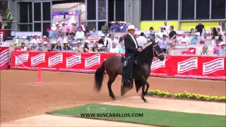 Gran Campeonato De Yeguas de Paso Fino, 58a Expo Internacional Equina Feria de Flores 2016