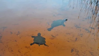 Черепахи в озере Аллом. Остров Фрейзер. Австралия.  Lake Allom, Turtle -  Fraser Island Australia