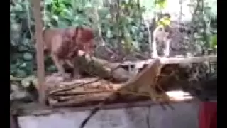 PitBull Ataca Una Iguana