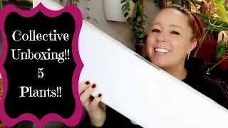 Collective Houseplant Unboxing!! - My #1 Wishlist Plant!! Eeeee!!!!