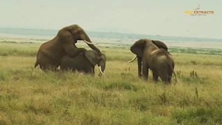Elephants Mating || Masai Mara || Wild Extracts