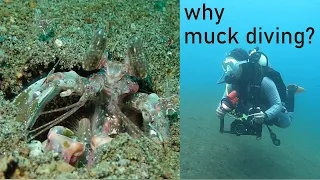 Why Muck Diving?