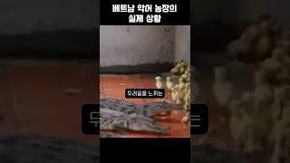 베트남 악어 농장의 실제 상황