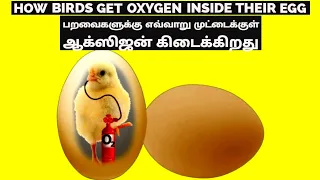 How Do Birds Gets  Oxygen Inside Their Egg? l Tamil l Dr Science