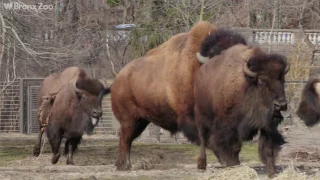 New Bison on Exhibit | Bronx Zoo