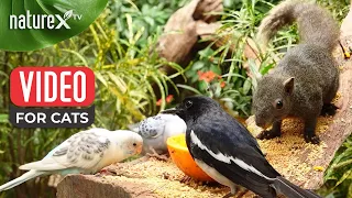 Happy Garden for Cats, where birds chirp and squirrels roam around peacefully | NatureX TV