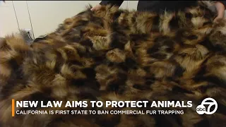 California bans fur trapping for recreation, commerce | ABC7