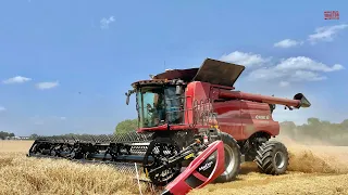 CASE IH 6150 Combine Harvesting Wheat