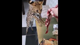 Serval loves MEAT