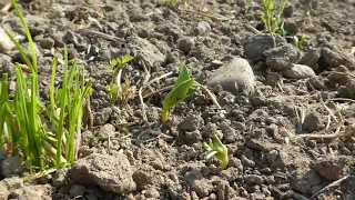 Aktuelles vom Acker: Trockenheit und die Auswirkungen auf Pflanzen und Böden