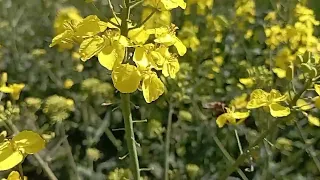 Рапсовый 🍯 мёд и его полезности. Как "нутелла",но полезнее.