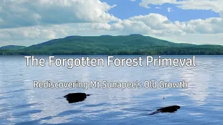 The Forgotten Forest Primeval - Rediscovering Mt Sunapee's Old Growth