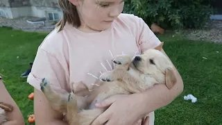 Snake River Goldens: Snuggles with Coral