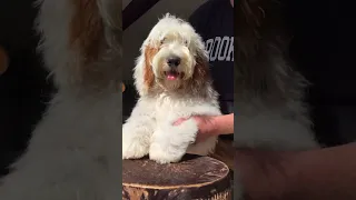 Puppy Drums 🐶❤️ #dogs #shorts