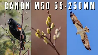 Spring Bird Photography - Canon 55-250MM | Canon M50 Photo Walk