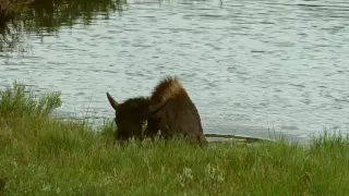 bison drowning