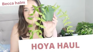 RARE HOYA UBOXINGS! | Plant Mail Haul | Becca Halm