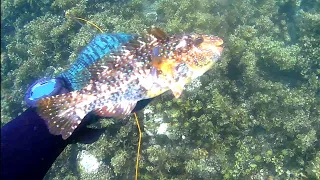 Day spearfishing philipines.. 🇵🇭🇵🇭🇵🇭 .. buntog hunt