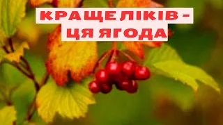 Чому готую  сік з цієї ягоди/ Дуже шануємо і любимо калину @Visiting_Tania