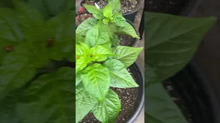 Beneficial Insects for Pepper Plants, Ladybugs eat Aphids