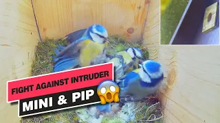 Blue Tits "Mini & Pip" fights against intruder - Recke, Germany - Apr. 28, 2022