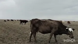 Скот смешался,отбиваю чужой скот,пение птиц.