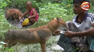 শিয়ালের সাথে বন্ধুত্ব আনোয়ার ও তার পরিবারের