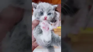 Super Cute Cats ♥ Best Funny Cat Videos 2021 💗 Cat Videos for Cats to Watch 💗  #91