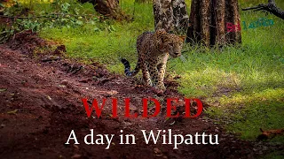 Sri Lanka Wildlife Safari (Wilpattu National Park) - wild leopard hunting, and more!