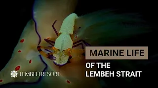 Dive Into the Lembeh Strait