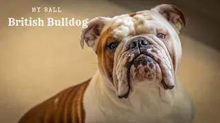 British Bulldog - Pure Bred Ball Chaser