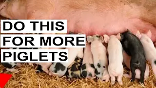 The Strategy To Getting More Piglets From Your Pigs (Pigs Gives Birth To More Piglets)