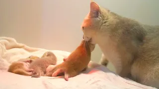 Mom cat carries the newborn kitten to another place, then feed him