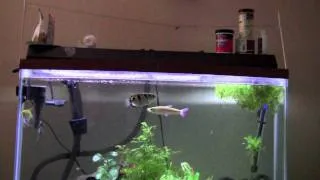 Fish jumps out of tank to feed.