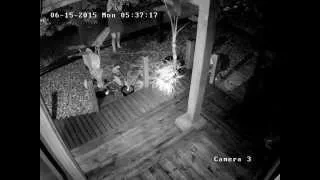 Thief Caught On Camera Stealing Flowers From Porch