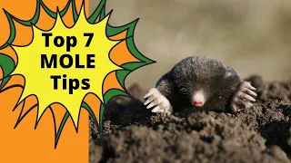 How To Get Rid of Moles in Your Yard