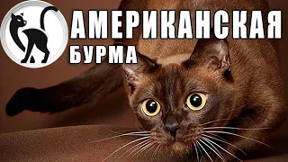 Американская бурма - кошки, которые любят сидеть на руках!