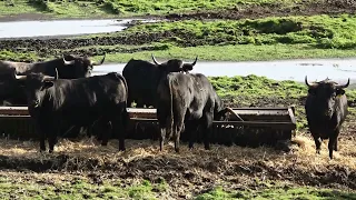 Ganadaria JAF - Ao Redor Do Tentadero - Ilha Terceira - Açores - Portugal