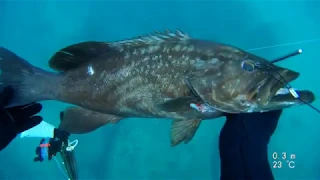 spearfishing Israel דייג בצלילה חופשית подводная охота в Израиле