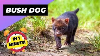 Bush Dog - In 1 Minute! 🐻 One Of The Wild Dogs You Didn't Know Existed | 1 Minute Animals