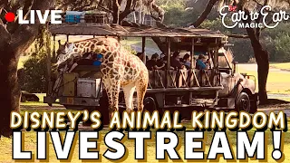 🔴 LIVE - Disney’s Animal Kingdom Livestream 03-09-23