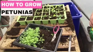 ✅ How to Grow Petunias from Seed - Start to Finish.