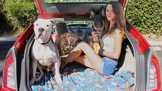 How I live in my Prius with my Girlfriend & Three Pitbulls (Tiny House)