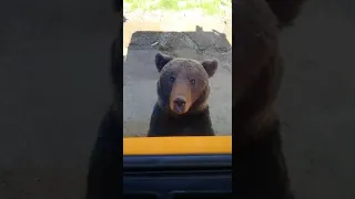 ПРИКОРМЛЕННЫЕ МЕДВЕДИ в г. Бодайбо