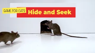 CAT GAMES- Hide and Seek Mice Video for Cats to Binge Watch (🐀 mice videos for cats to watch)