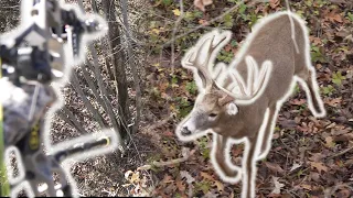 BIG BUCK at 10 yards! (bow hunting the rut)