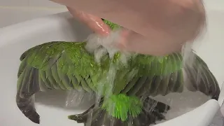 senegal Parrot shower
