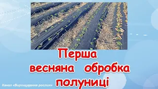 Перша весняна обробка полуниці #Доглядзаполуницею